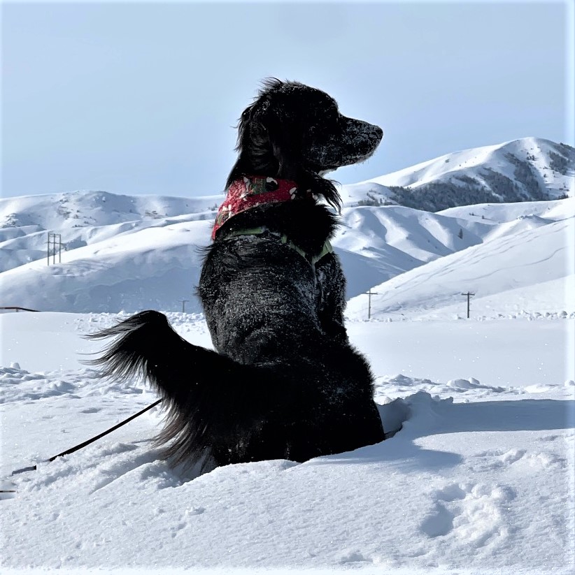 Black dog sitting in the snow with snowy mountains behind it