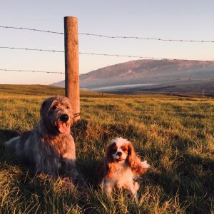 A Cocker Spaniel and an Irish Wolfhound laying in a field of grass in front of a barbed wire fence