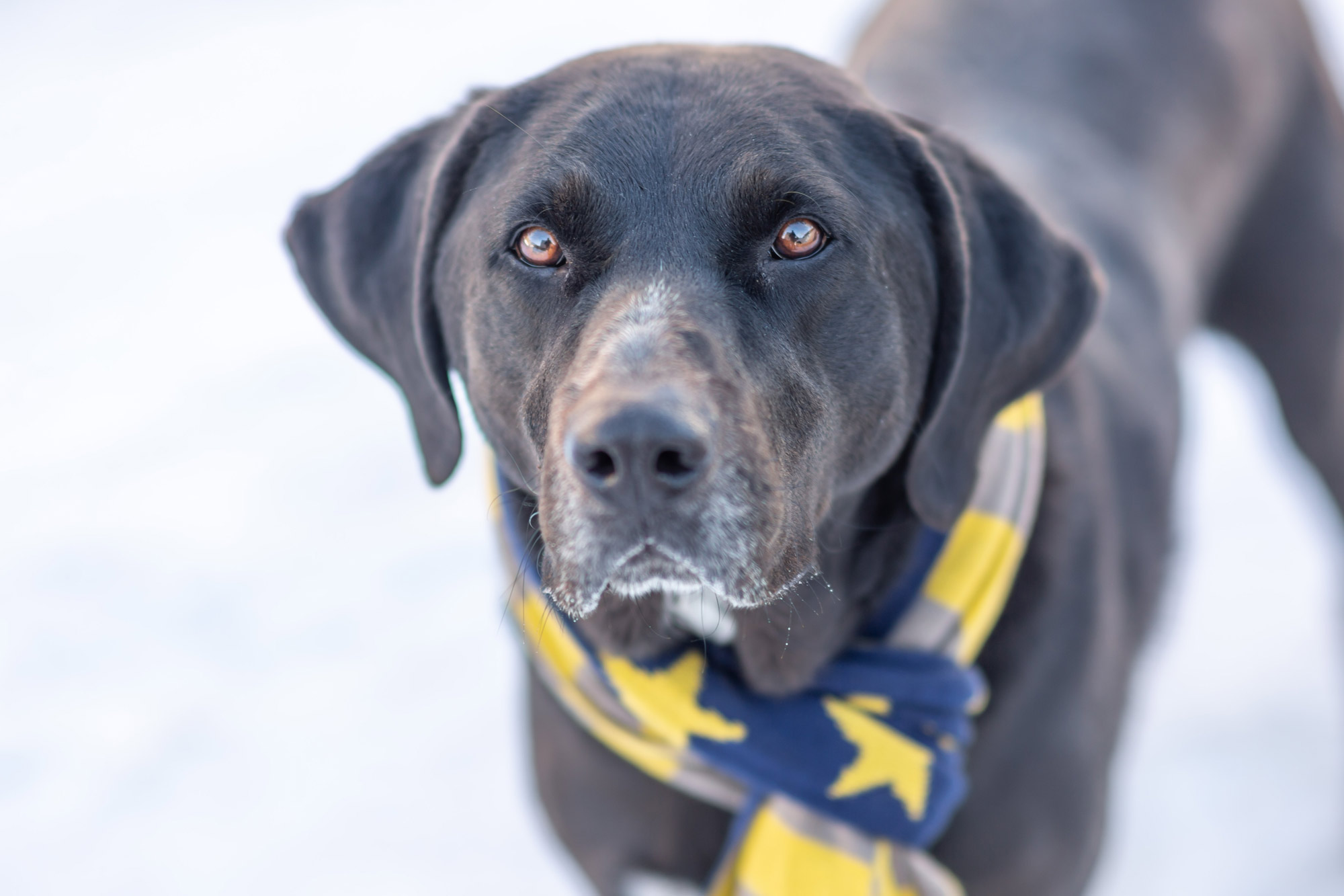 A chocolate lab wearing a blue and yellow scarf with light snow on its jowels, looking up at the camera with clear brown eyes