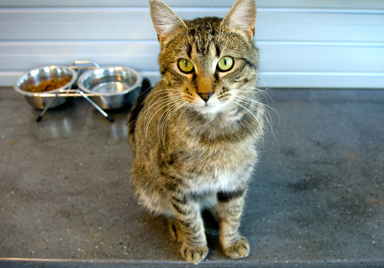 Rehoming Your Pet - Mountain Humane