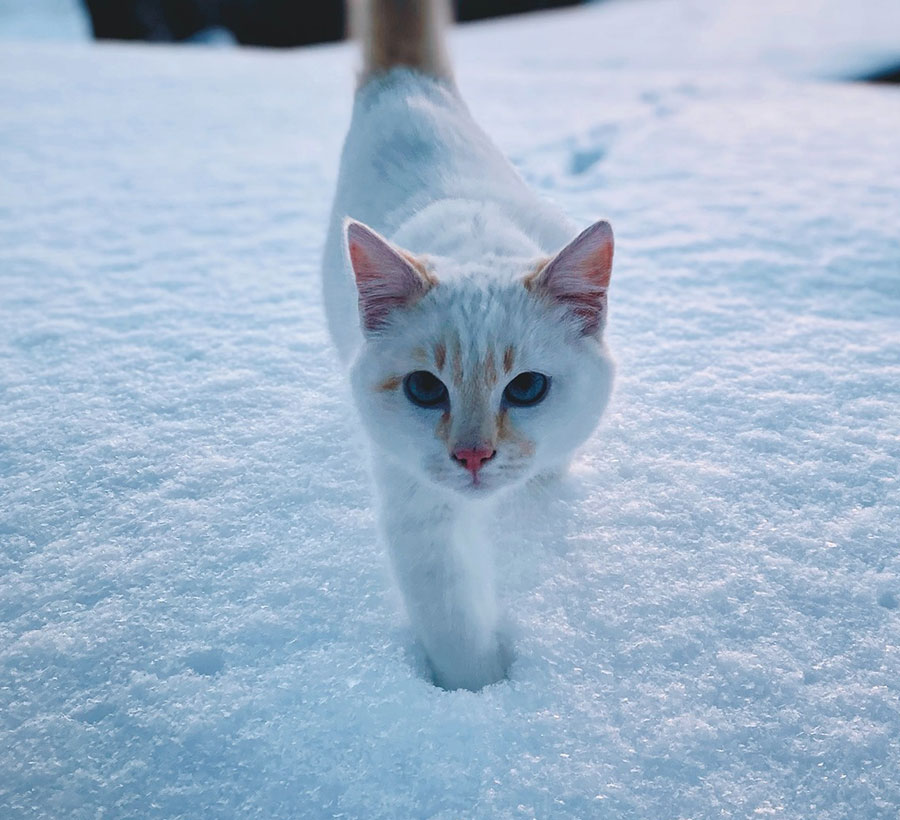 How to Tell if a Cat is a Stray