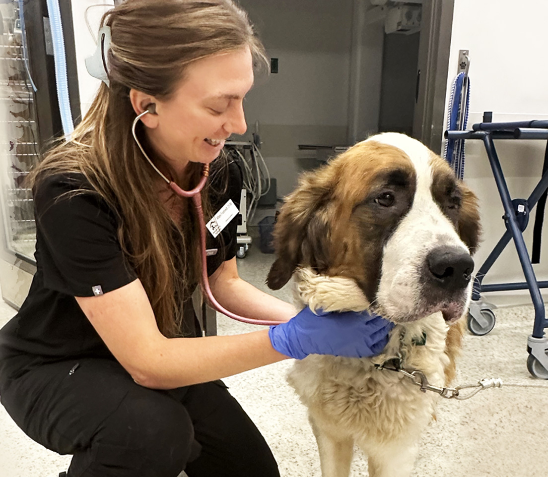 Mountain Humane Vet Services