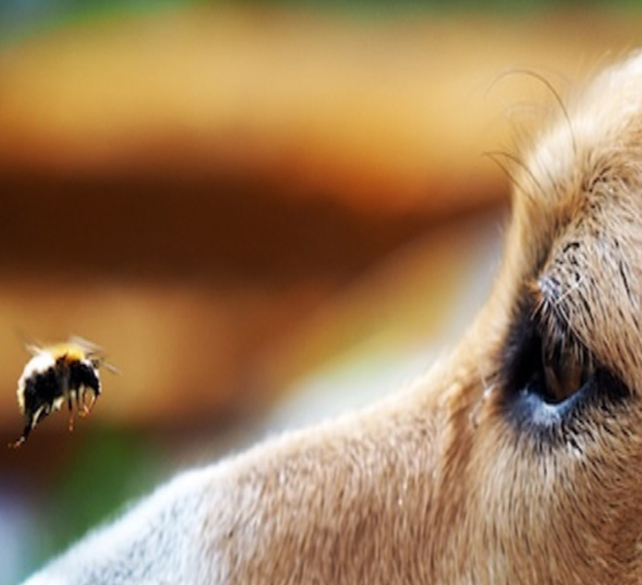 bee sting care for dogs